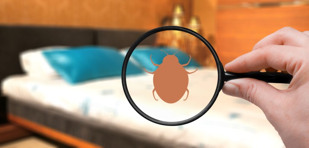 bed bug infestation in mattress st charles mo