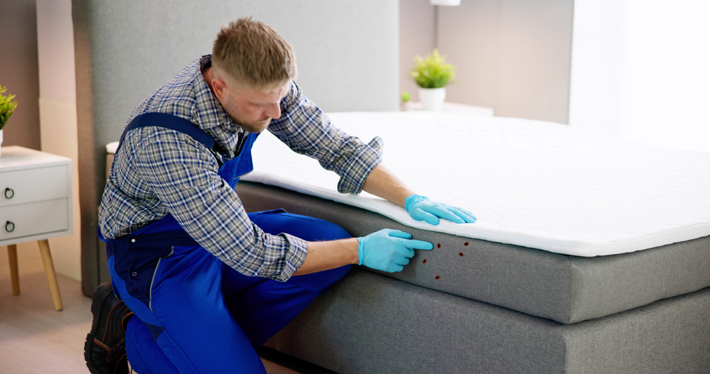 Bed Bug Infestation And Treatment Service. Bugs Extermination in Columbia MO