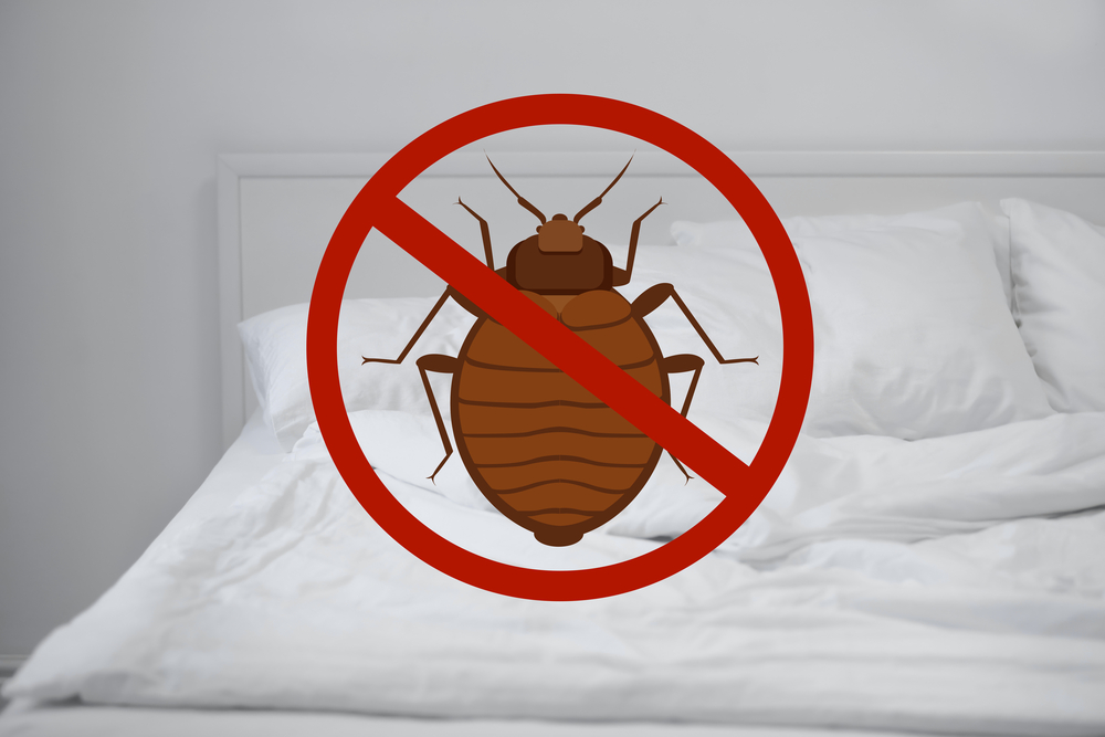 Stop bed bugs and clean bed in room columbia missouri