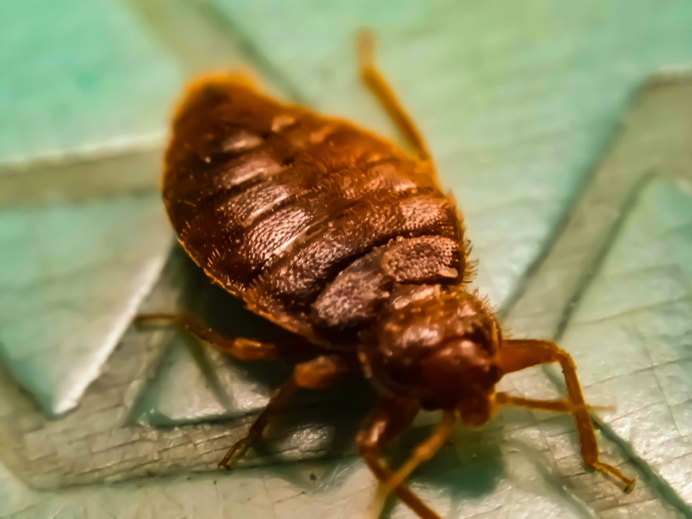 bed bugs in columbia mo